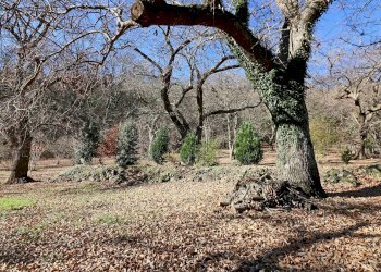 Foto 22 - Rustico località Fogliano, Caprarola - foto 22