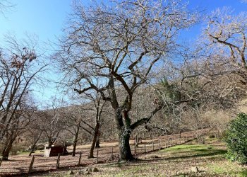 Foto 51 - Rustico località Fogliano, Caprarola - foto 51