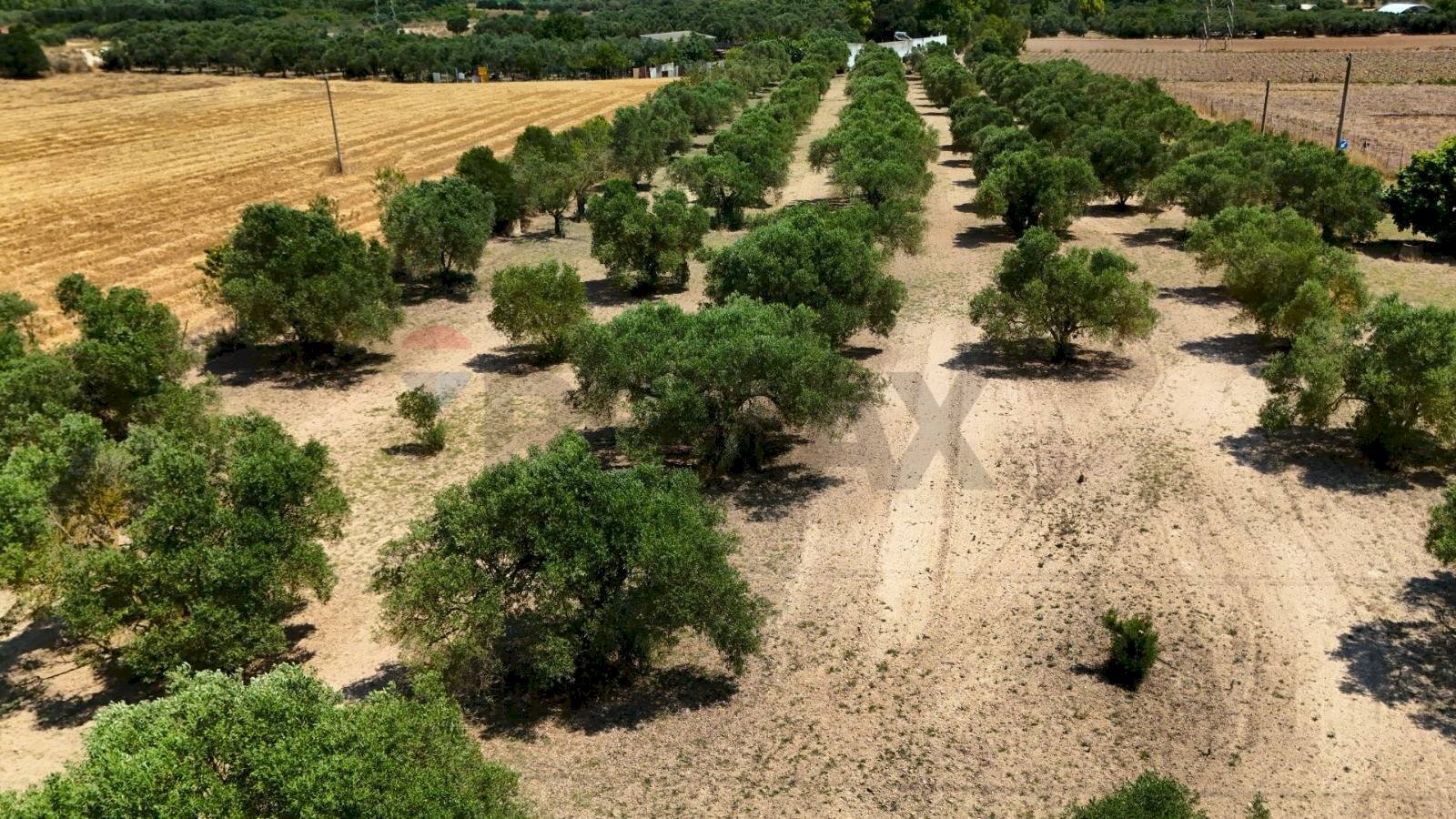 Giardino - Terreno agricolo bia beccia serramanna, Villasor - foto 3