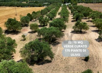 Giardino - Terreno agricolo bia beccia serramanna, Villasor - foto 1