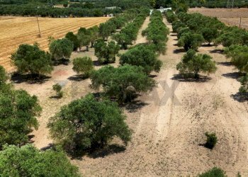 Giardino - Terreno agricolo bia beccia serramanna, Villasor - foto 3