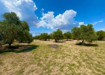 Giardino - Terreno agricolo bia beccia serramanna, Villasor - foto 10