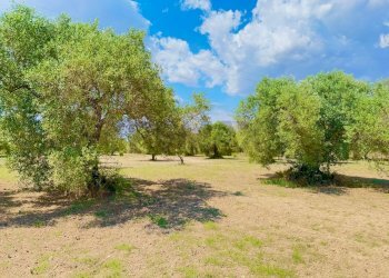 Giardino - Terreno agricolo bia beccia serramanna, Villasor - foto 11