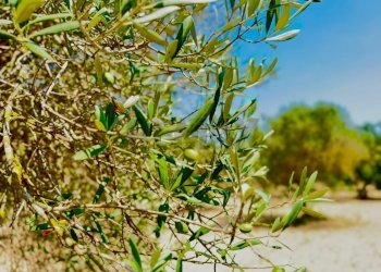 Dettagli - Terreno agricolo bia beccia serramanna, Villasor - foto 12