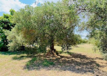 Giardino - Terreno agricolo bia beccia serramanna, Villasor - foto 13