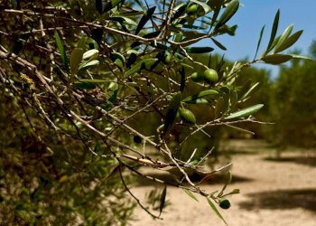 Dettagli - Terreno agricolo bia beccia serramanna, Villasor - foto 14
