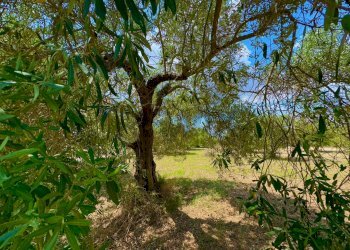 Giardino - Terreno agricolo bia beccia serramanna, Villasor - foto 15