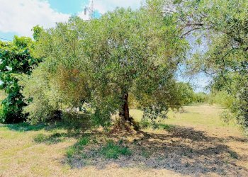 Giardino - Terreno agricolo bia beccia serramanna, Villasor - foto 16