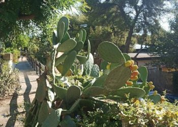 Giardino - Bilocale strada Tiro a Volo, 2, Sanremo - foto 4