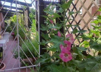 Balcone - Attico Bologna (zona Mazzini) - foto 12