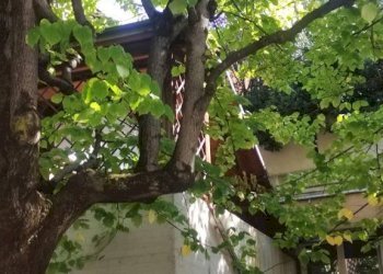 Giardino - Attico Bologna (zona Mazzini) - foto 35