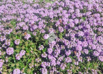 Porzione di casa Via Delle Valli, Sasso Marconi - foto 2