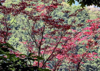 Giardino - Villa Via Don Angelo Testa
 
14, San Giovanni Bianco - foto 10