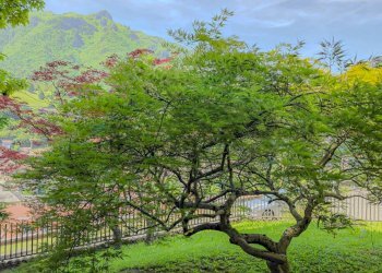 Giardino - Villa Via Don Angelo Testa
 
14, San Giovanni Bianco - foto 11