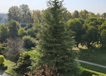 Giardino - Four-room apartment VIA PAOLO VERONESE
 
45, Torino - photo 33