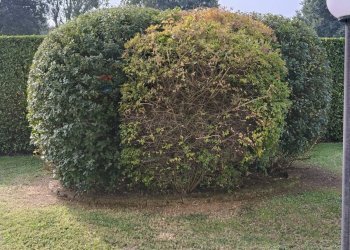 Giardino - Four-room apartment VIA PAOLO VERONESE
 
45, Torino - photo 37