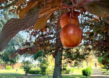 Giardino - Casa indipendente via Ferraris Napoleone
 
34, Castel San Giovanni - foto 34