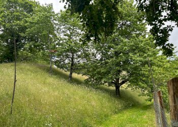 Giardino - Casa semi indipendente Coreglia Antelminelli - foto 21