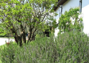 Giardino - Casa indipendente Barga - foto 6