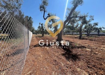 Foto 8 - Terreno edificabile Via camigliatello, Mesagne - foto 8