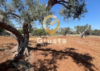 Foto 9 - Terreno edificabile Via camigliatello, Mesagne - foto 9