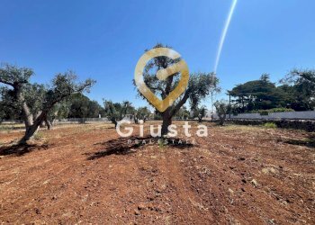 Foto 10 - Terreno edificabile Via camigliatello, Mesagne - foto 10