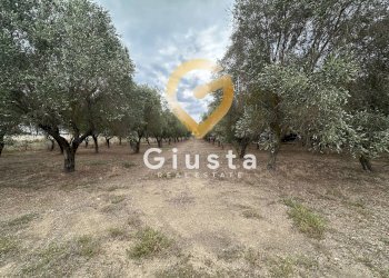 Foto 16 - Villa via vittorio emanuele III, San Pancrazio Salentino - foto 16