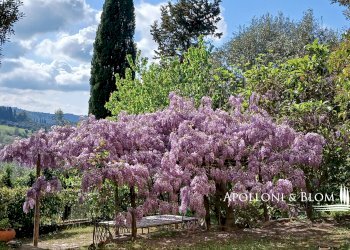 Villa Unifamiliare Viale Giacomo Matteotti, 1G, Certaldo - foto 35