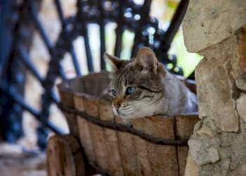 Dettagli - Villa Chiaramonte Gulfi - foto 22