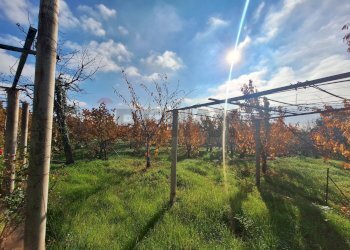 Giardino - Casa semi indipendente Via Castagne
 
snc, Piedimonte Etneo - foto 3