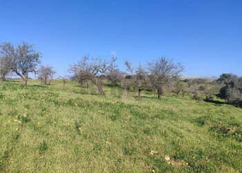 Giardino - Casa indipendente via   Andromeda
 
S.N., Caltagirone - foto 23