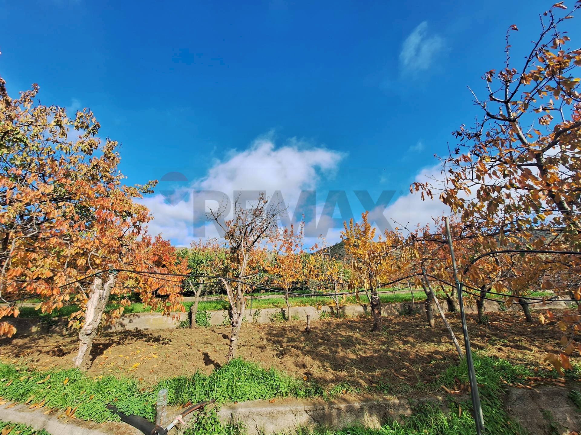 Giardino - Casa semi indipendente Via Castagne
snc, Piedimonte Etneo - foto 3
