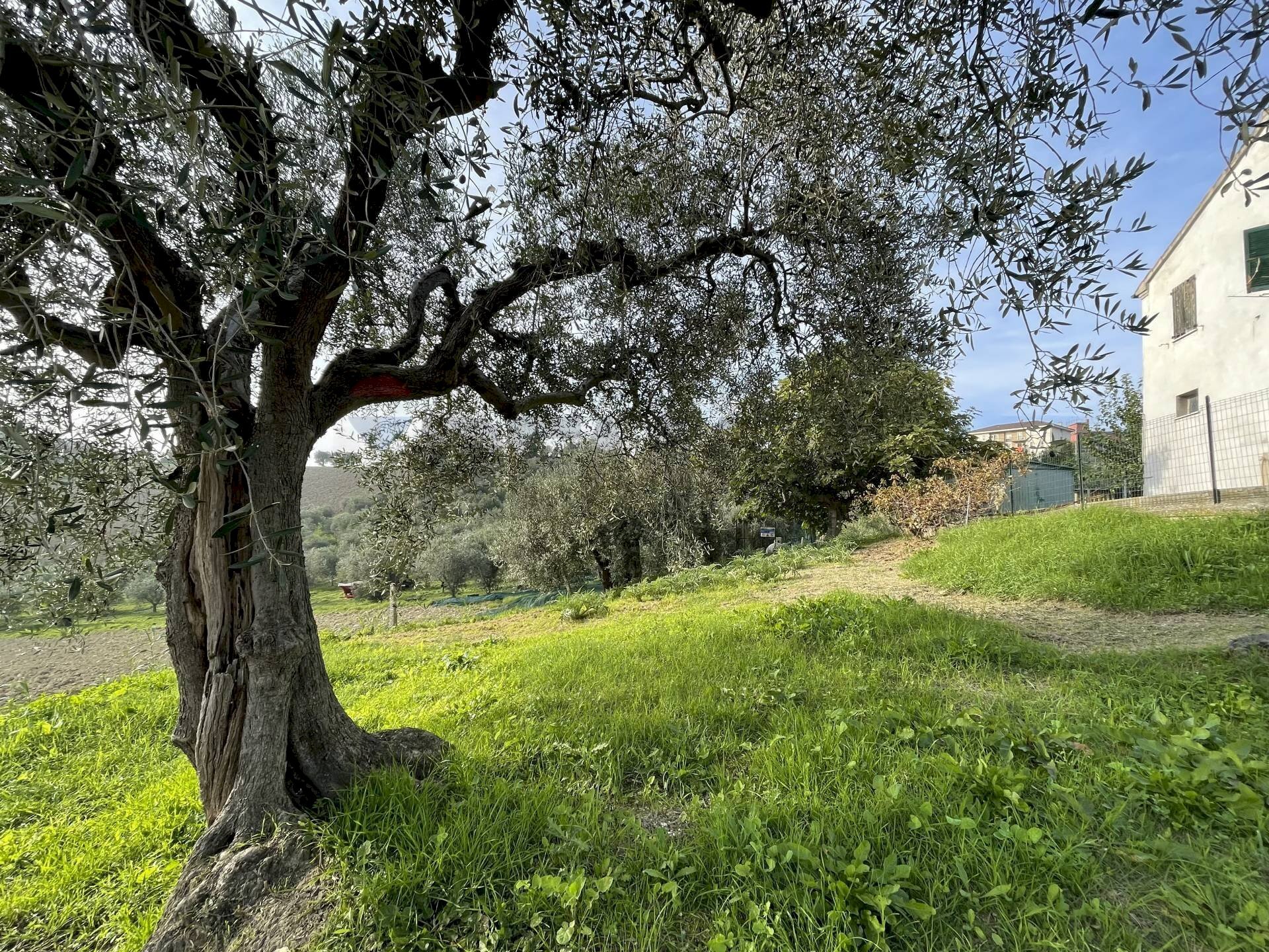 Giardino - Casa semi indipendente Belvedere Ostrense - foto 1