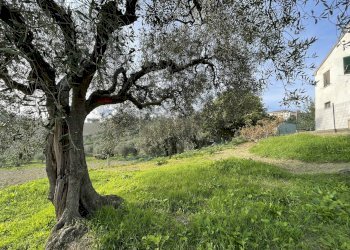 Giardino - Casa semi indipendente Belvedere Ostrense - foto 1