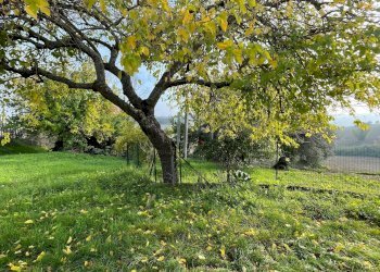 Giardino - Casa semi indipendente Belvedere Ostrense - foto 4