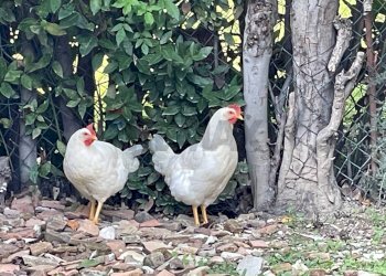 Non correlato - Casa semi indipendente Belvedere Ostrense - foto 10