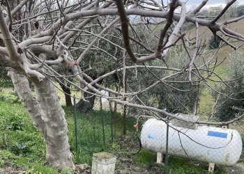 Giardino - Casa semi indipendente Belvedere Ostrense - foto 51