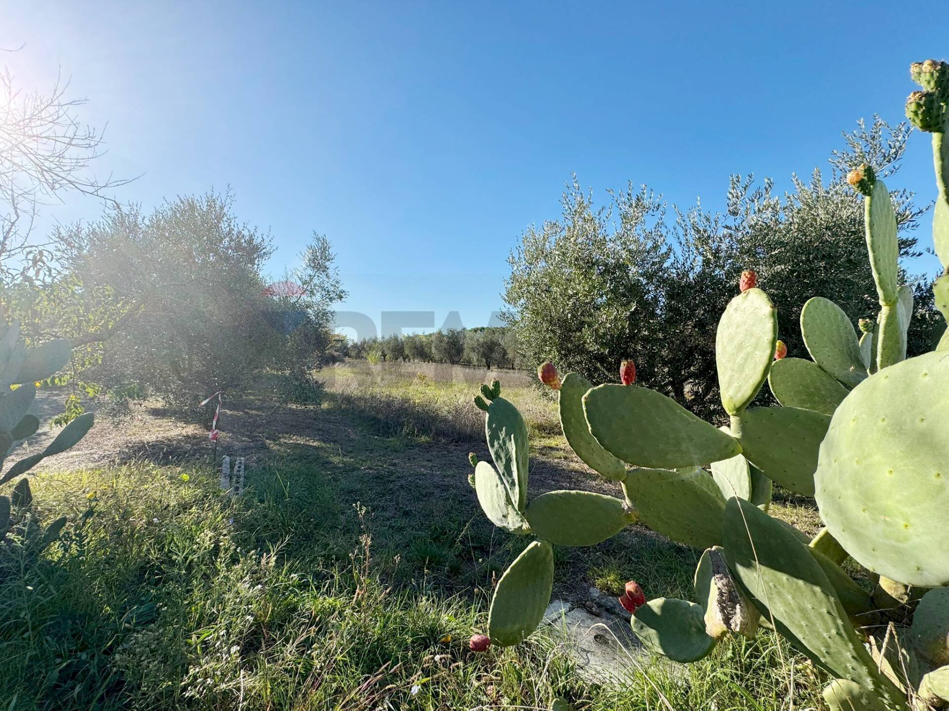 Giardino - Rustico Via Del Torraccio
 
53, Roma - foto 3