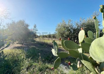 Giardino - Rustico Via Del Torraccio
53, Roma - foto 3
