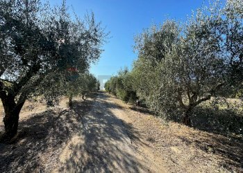 Giardino - Rustico Via Del Torraccio
53, Roma - foto 22