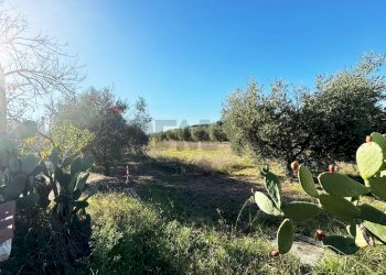 Giardino - Rustico Via Del Torraccio
53, Roma - foto 24