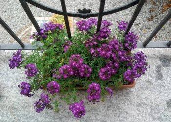 Foto 10 - Villa Strada Valle Massa
 
17, Castiglione Torinese - photo 10