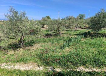 Giardino - Agricultural land CONTRADA BAMBINO, Casteldaccia - photo 5