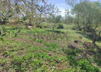 Giardino - Agricultural land CONTRADA BAMBINO, Casteldaccia - photo 7