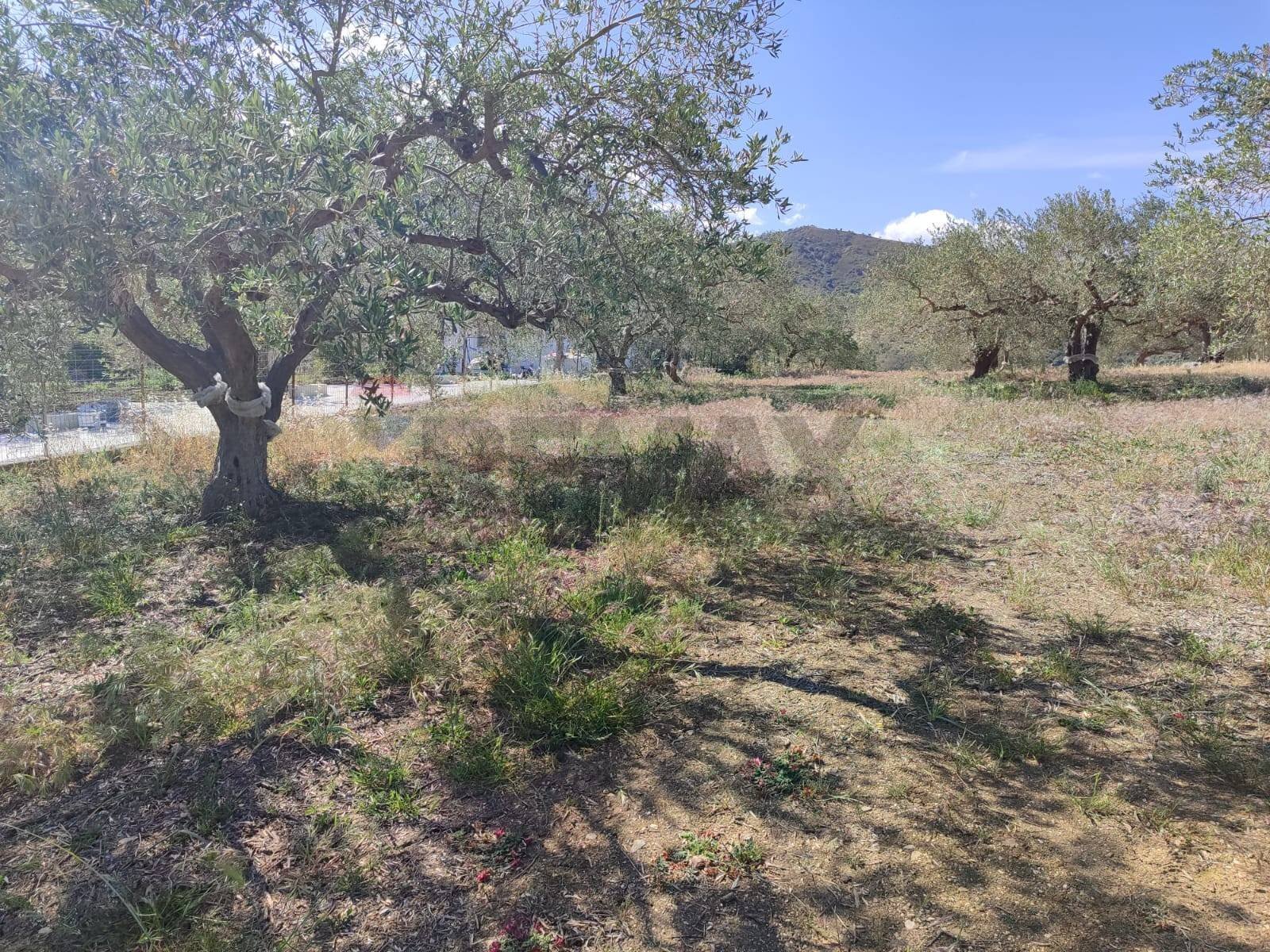 Vista delle montagne - Agricultural land Strada Mirio, Casteldaccia - photo 2