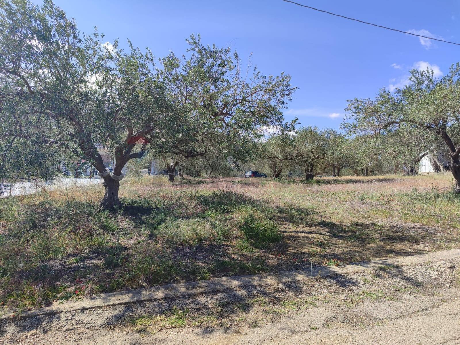 Giardino - Agricultural land Strada Mirio, Casteldaccia - photo 3