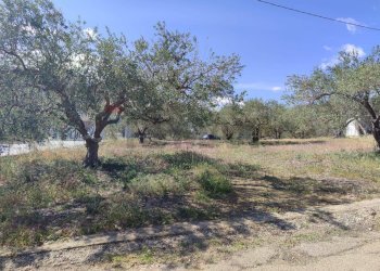 Giardino - Agricultural land Strada Mirio, Casteldaccia - photo 7