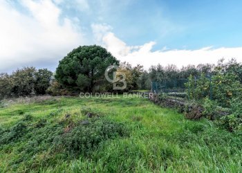 Foto 5 - Terreno agricolo Via Cimitero Civita, Zafferana Etnea - foto 5