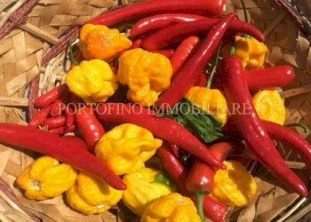 Giardino - Villa piazza Santa Margherita, 1A, Avegno - foto 23