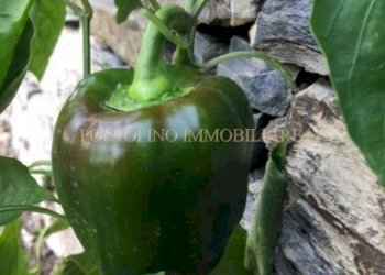 Giardino - Villa piazza Santa Margherita, 1A, Avegno - foto 26